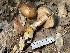  ( - HAY-F-007761)  @11 [ ] by-nc (2023) Damon Tighe Fungal Diversity Survey