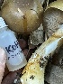  ( - HAY-F-007761)  @11 [ ] by-nc (2023) Damon Tighe Fungal Diversity Survey