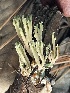  ( - HAY-F-007767)  @11 [ ] by-nc (2023) Damon Tighe Fungal Diversity Survey