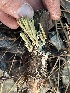  ( - HAY-F-007767)  @11 [ ] by-nc (2023) Damon Tighe Fungal Diversity Survey