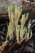  ( - HAY-F-007767)  @11 [ ] by-nc (2023) Damon Tighe Fungal Diversity Survey