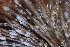  ( - HAY-F-008382)  @11 [ ] by-nc (2023) Taye Bright Fungal Diversity Survey