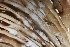  (Dipodascus - HAY-F-008382)  @11 [ ] by-nc (2023) Taye Bright Fungal Diversity Survey