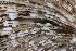  ( - HAY-F-008382)  @11 [ ] by-nc (2023) Taye Bright Fungal Diversity Survey