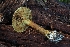  (Calonarius oliveopetasatus - HAY-F-008176)  @11 [ ] by-nc (2023) Warren Cardimona Fungal Diversity Survey