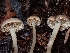  ( - HAY-F-007414)  @11 [ ] by (2023) Mandy Hackney Fungal Diversity Survey