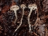  (Rhodocybe sp. PNW06 - HAY-F-007414)  @11 [ ] by (2023) Mandy Hackney Fungal Diversity Survey