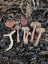  (Lactarius subviscidus - HAY-F-007492)  @11 [ ] by (2023) Mandy Hackney Fungal Diversity Survey
