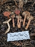  ( - HAY-F-007492)  @11 [ ] by (2023) Mandy Hackney Fungal Diversity Survey