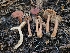 ( - HAY-F-007492)  @11 [ ] by (2023) Mandy Hackney Fungal Diversity Survey