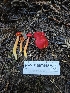  ( - HAY-F-007415)  @11 [ ] by (2023) Mandy Hackney Fungal Diversity Survey