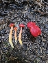  ( - HAY-F-007415)  @11 [ ] by (2023) Mandy Hackney Fungal Diversity Survey
