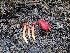  ( - HAY-F-007415)  @11 [ ] by (2023) Mandy Hackney Fungal Diversity Survey