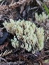  ( - HAY-F-007493)  @11 [ ] by (2023) Mandy Hackney Fungal Diversity Survey