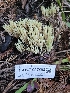  ( - HAY-F-007493)  @11 [ ] by (2023) Mandy Hackney Fungal Diversity Survey