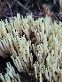  ( - HAY-F-007493)  @11 [ ] by (2023) Mandy Hackney Fungal Diversity Survey
