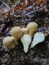  ( - HAY-F-007416)  @11 [ ] by (2023) Mandy Hackney Fungal Diversity Survey