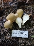  ( - HAY-F-007416)  @11 [ ] by (2023) Mandy Hackney Fungal Diversity Survey
