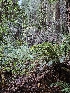  ( - HAY-F-007416)  @11 [ ] by (2023) Mandy Hackney Fungal Diversity Survey