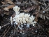  ( - HAY-F-007494)  @11 [ ] by (2023) Mandy Hackney Fungal Diversity Survey