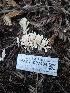  ( - HAY-F-007494)  @11 [ ] by (2023) Mandy Hackney Fungal Diversity Survey