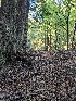  ( - HAY-F-007494)  @11 [ ] by (2023) Mandy Hackney Fungal Diversity Survey
