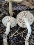  ( - HAY-F-007419)  @11 [ ] by (2023) Mandy Hackney Fungal Diversity Survey