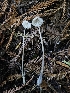  ( - HAY-F-007421)  @11 [ ] by (2023) Mandy Hackney Fungal Diversity Survey