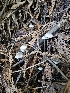  ( - HAY-F-007421)  @11 [ ] by (2023) Mandy Hackney Fungal Diversity Survey