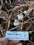  ( - HAY-F-007421)  @11 [ ] by (2023) Mandy Hackney Fungal Diversity Survey