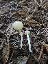  (Hygrophorus lawrencei - HAY-F-006753)  @11 [ ] by (2023) Mandy Hackney Fungal Diversity Survey
