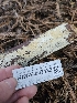  ( - HAY-F-007422)  @11 [ ] by (2023) Mandy Hackney Fungal Diversity Survey