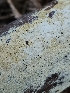  ( - HAY-F-007422)  @11 [ ] by (2023) Mandy Hackney Fungal Diversity Survey