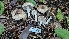  ( - HAY-F-002299)  @11 [ ] by-nc (2023) Thea Chesney Fungal Diversity Survey