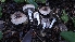  ( - HAY-F-002299)  @11 [ ] by-nc (2023) Thea Chesney Fungal Diversity Survey