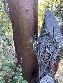  ( - HAY-F-007499)  @11 [ ] by-nc (2023) Bat Vardeh Fungal Diversity Survey