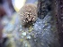 ( - HAY-F-007499)  @11 [ ] by-nc (2023) Bat Vardeh Fungal Diversity Survey