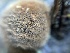  ( - HAY-F-007499)  @11 [ ] by-nc (2023) Bat Vardeh Fungal Diversity Survey