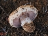  ( - HAY-F-008005)  @11 [ ] by-nc (2023) Warren Cardimona Fungal Diversity Survey