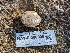  ( - HAY-F-008005)  @11 [ ] by-nc (2023) Warren Cardimona Fungal Diversity Survey