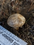  ( - HAY-F-008005)  @11 [ ] by-nc (2023) Warren Cardimona Fungal Diversity Survey
