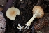  ( - HAY-F-007992)  @11 [ ] by-nc (2023) Warren Cardimona Fungal Diversity Survey