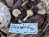  ( - HAY-F-007992)  @11 [ ] by-nc (2023) Warren Cardimona Fungal Diversity Survey