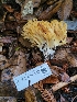  ( - HAY-F-008148)  @11 [ ] by-nc (2023) Harte Singer Fungal Diversity Survey