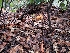  ( - HAY-F-008148)  @11 [ ] by-nc (2023) Harte Singer Fungal Diversity Survey