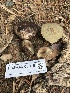  ( - FDS-CA-00016)  @11 [ ] by-nc (2023) Dean Lyons Fungal Diversity Survey