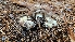  ( - FDS-CA-00411)  @11 [ ] by-nc (2023) Thea Chesney Fungal Diversity Survey