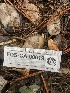  ( - FDS-CA-00019)  @11 [ ] by-nc (2023) Dean Lyons Fungal Diversity Survey