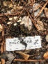  ( - FDS-CA-00020)  @11 [ ] by-nc (2023) Dean Lyons Fungal Diversity Survey