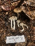  ( - FDS-CA-00021)  @11 [ ] by-nc (2023) Dean Lyons Fungal Diversity Survey